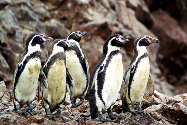 Reserva de Paracas - Ica - Perú