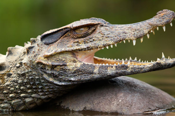 EcoAmazonía Lodge - Puerto Maldonado - Perú